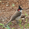 Mauritius Birds